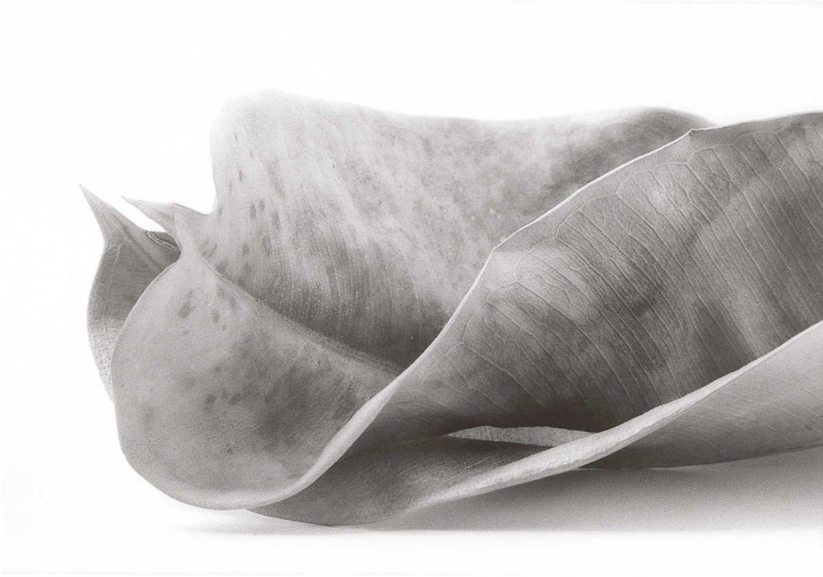 Alexandr Victorov: a photographer from a different era. Still-life. Two leaves. 1993