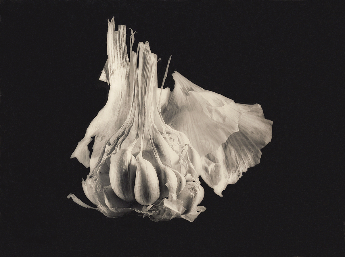 Alexandr Victorov: a photographer from a different era. Still-life. The garlic. 1980